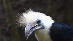 White-crowned Hornbill in Thailand Stock Footage