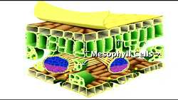 The Stomata of Leaves Instructional Video