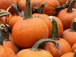 Pumpkins Galore Stock Footage