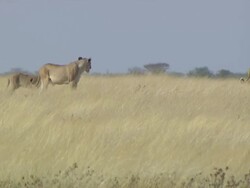MS TS PAN Two lions walking in field / Limpopo, South Africa Stock Footage