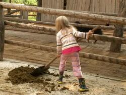 HD: Cleaning Horse Manure Stock Footage