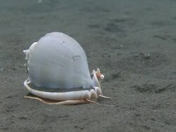 Sea Snail Stock Footage