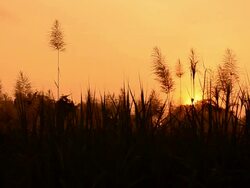 The spring sunset Stock Footage