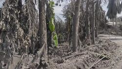 Roads and trees covered in ash after volcano eruption News Clip