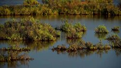 Lake of flamingo Stock Footage