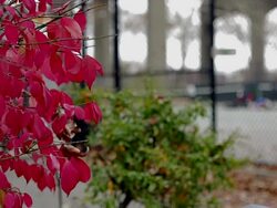 People playing tennis on the court at Autumn Stock Footage