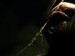 HD: Spider Web Stock Footage