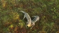 Wolves from air Stock Footage