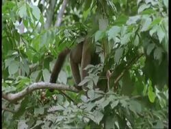 MS Woolly monkey climbing through branches, South America Stock Footage