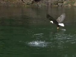 Eagles swooping for fish Stock Footage