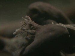 Tadpoles of Common Frog (Rana temporaria) with gills Stock Footage