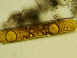 Micro organism: Pinnularia diatom Stock Footage