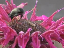 Busy Bee Stock Footage