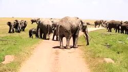 Very Dangerous Condition at Wildlife with Mother and baby elephant Stock Footage
