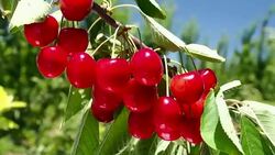 Cherry Stock Footage