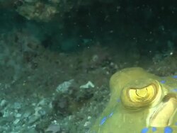 ECU Blue spotted ribbon tail lying and hiding on sea floor under ledge observing and pushing water over gills / Matola, Maputo, Mozambique Stock Footage