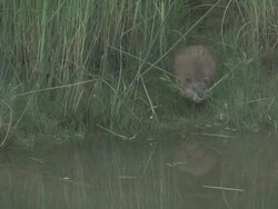 River rat 31  1080/60i Stock Footage