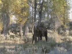 MS PAN Shot of large bull moose rubbing antlers on tree / Jackson, Wyoming, United States Stock Footage