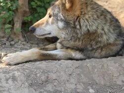 Wolf lying on the ground Stock Footage