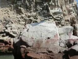 MS POV Shot of paracas bird standing o rock / Paracas, Nazca, Peru Stock Footage