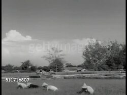Harvesting rice washing up Instructional Video