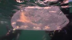 CLEAN: Shark release in Thailand raises awareness News Clip