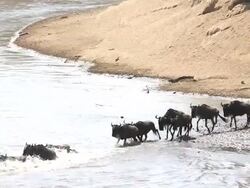 incredible fighting for survival - Great Wildebeest Migration in Kenya Stock Footage