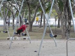 Asia Young boy on the swinging Stock Footage