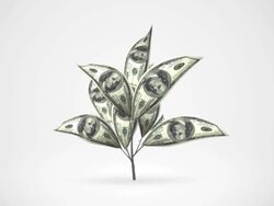 Dollar tree growing - alpha matte, NTSC Stock Footage