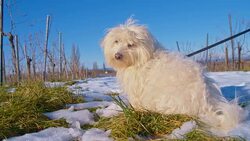 MS Dog In Snow Covered Vineyard Stock Footage