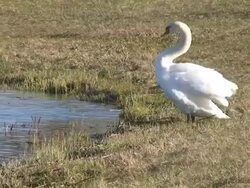 Swan Stretching Neck Stock Footage