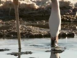 CU SLO MO Andean Flamingo, Phoenicoparrus andinus feeding in high altitude salt lake / San Pedro de Atacama, Norte Grande, Chile Stock Footage