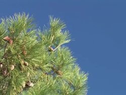HD: Pine tree Stock Footage