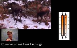 Homeostasis Hugs Instructional Video