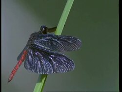 MS red and black Damselfly taking off from reed, Amazon, South American Stock Footage
