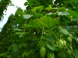 HD Hop Garden Close-up (Tilt up) Stock Footage