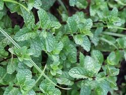 Kitchen Mint or Marsh Mint. Stock Footage