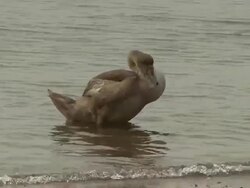 Swan chick grooming Stock Footage