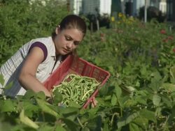MS Volunteer harvesting green beans / Chicago, IL, United States Stock Footage