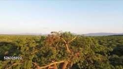Baobab Tree, Limpopo Province, South Africa Stock Footage