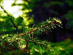 Fir tree branch Stock Footage