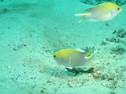 CU Blue spotted chromis swimming and moving sand by flicking tail / Matola, Maputo, Mozambique Stock Footage