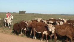 CLEAN: Iron mine could yield riches, and sorrow, for Uruguay News Clip