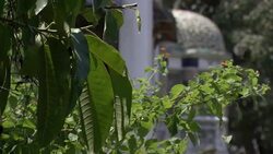 Plants near a public building sway in a breeze. Stock Footage