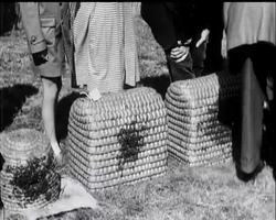 BEE HARVEST News Clip