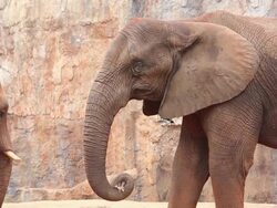 Elephant. Stock Footage