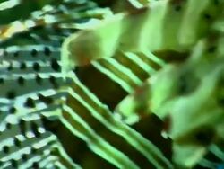 Lionfish swimming in aquarium Stock Footage