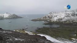 South Georgia Island, Cooper bay Stock Footage