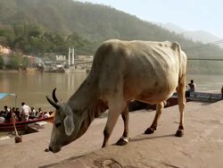 Cow grazing at riverbank, Laxman Jhula, Rishikesh, Uttarakhand, India Stock Footage