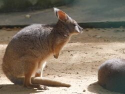 Kangaroo Stock Footage